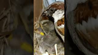 Feathered Beginnings: A Day in the Life of Two Sparrowbird Siblings #shortsviral #viralshorts