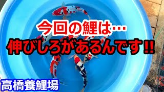 【金太郎錦鯉】　毎年恒例の養鯉場で品評会用の鯉を爆買いしたったぜ！！！　　koifarm