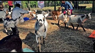 Grady Goat Yoga - Release the Goats!