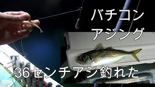 バチコンアジング　サビキ　でかいアジ釣るぜ