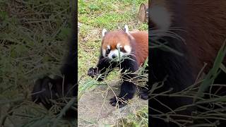 ランマル、初夏の竹モグモグ2🎋202405 #レッサーパンダ #redpanda #多摩動物公園