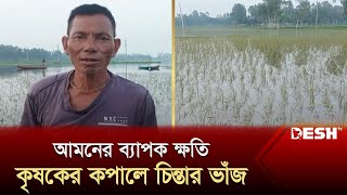 আমনের ব্যাপক ক্ষতি: টাকা না থাকায় কৃষকের কপালে চিন্তার ভাঁজ | Kurigram News | Desh TV