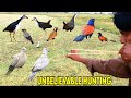 Unbelievable Hunting Birds With Handmade Slingshot!