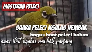 coba MASTERAN ini peleci males bunyi langsung jos bunyi seketika