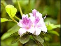 2008 06 15 台北縣烏來鄉福山植物園之旅 f 雨霧森林篇中文版上集