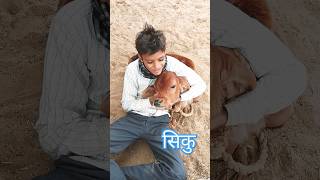 Siku song #comedy #newमारवाड़ीcomedy #funny #virlshort #like