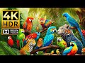 COLORFUL ANIMAL WORLD 4K HDR | with Cinematic Sound (Colorful Animal Life)