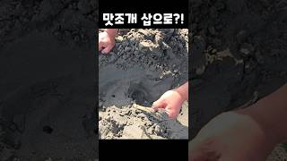 맛조개를 삽으로 잡는 방법?! 신박하다 #shorts