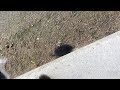 モグラの鳴き声　mole shout