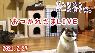 おつかれさまLIVE☆2021,2,27【うちの子４にゃんず】