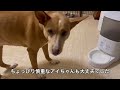 怖がり犬にも使える？自動給餌器が届きました！【homerunpetのスマートペットフィーダー】