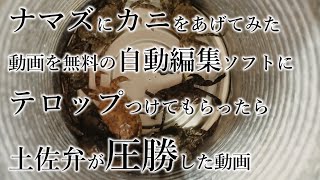 ナマズ飼育記録【52】カニをあげてみた動画を無料の編集ソフトにテロップつけてもらったら土佐弁が圧勝した