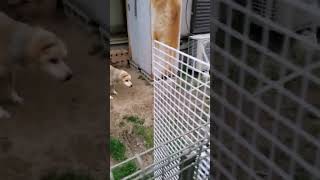 【雑種犬シナモン】歓迎の挨拶【顔面偏差値高すぎ】