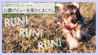 【お散歩日記】散歩嫌いの子犬を公園に連れて行ってみた。わんこの社会勉強！〜ミニチュアシュナウザーのジェイムズ〜 犬のさんぽ。公園に遊びに行きました！全力疾走で楽しそうな犬。散歩が好きになってきた！