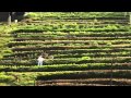 Granja Campesina Indigena - Almaguer - Cauca - Colombia - TvAgro por Juan Gonzalo Angel