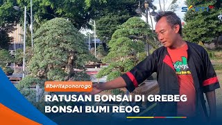 PONOROGO - Ratusan Bonsai Dipamerkan, Harganya Fantastis