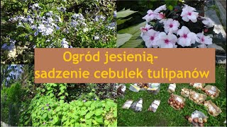 Sadzę cebulki tulipanów i innych roślin. Ogród jesienią |Ogród Jadzi#167