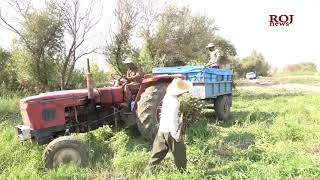 جوتیارانی شارەزوور دەستیان بە دروێنەی بەرهەمی ماش کرد