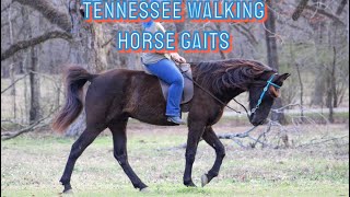 Tennessee Walking Horse Gaits