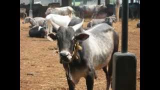 Amruth Mahal bull.wmv