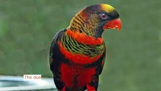 Amaze-wing Facts About The Dusky Lory For Kids