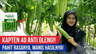 KAPTEN 40 PARE UNGGUL | BUAH BESAR DAN HAMPIR TIAP RUAS TERISI!