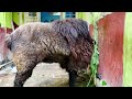 Bakrid sheeps 2022