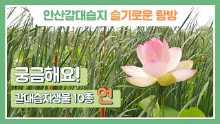 [안산갈대습지 슬기로운 탐방] 궁금해요! 갈대습지생물 10종 - 연