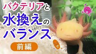 バクテリアと水換えのバランスについて考えてみた（前編）　/ウーパールーパー・飼育・かわいい・おもしろ・両生類・メキシコサンショウウオ・アホロートル・メキシコサラマンダー・動物