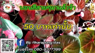 EP.384 บอนสีลูกไม้สวยๆจ้า ราคาถูกเลย เพียง 50 บาท เท่านั้น คุ้มๆเลยจ้า @KMB-garden