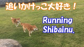 柴犬ここな：追いかけっこ大好き！☆Shiba Inu running on a dog run.