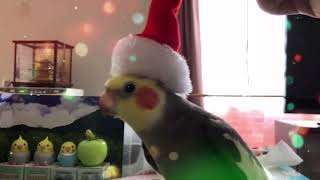 我が家のインコちゃんのクリスマス🎄