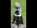 skunk nature s stink bomb