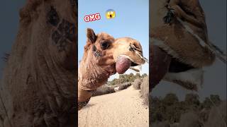 OMG 😱| This Camel 🐪 #shorts #shortvideo