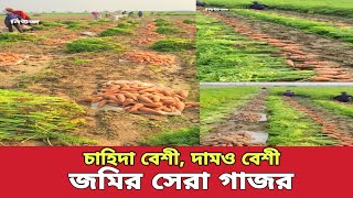 ঈশ্বরদীতে হাজার হাজার হেক্টর জমিতে গাজর চাষ | ফলন বেশী, দামও বেশী