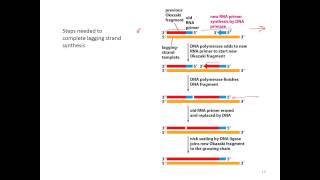 L05v01a DNA Replication part 1