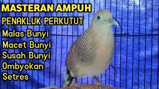 Perkutut Lokal Gacor Suara Besar Ngajak Manggung (💯%AMPUH BANGET) Untuk Terapi Perkutut Ombyokan