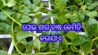 ପୋଇ ଶାଗ ଚାଷ କେମିତି କରାଯାଏ ? How to cultivate spinach #farming #chasa #viral #spinach