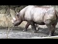 動物　 ヒガシクロサイ　 easters black rhinoceros 上野動物園　2022. 8.19