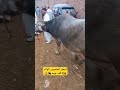 أسعار الجاموس الوالد 126 ألف جنيه 🐃💰