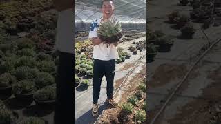 Harvest succulents | Succulent Garden #shorts