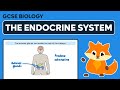 The Endocrine System - GCSE Biology