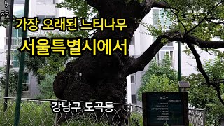 가장 오래된 느티나무 서울특별시에서 #보호수 #느티나무#고목