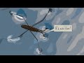 Learn How Water Striders Skate Across the Water’s Surface