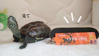 スケボー亀の軍曹にプレゼントをあげました【Present for skateboard turtle sergeant】