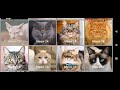 mother cat calling for her kittens sound effect mom cat calling her kittens female cats meowing