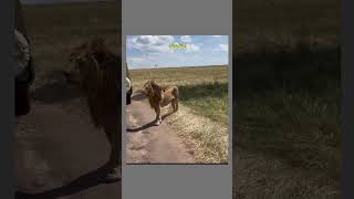 لحضة رعب.. لحضة إقتراب أسد جائع من ركاب السفاري #shorts #animals