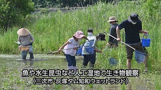 魚や水生昆虫など人工湿地で生き物観察（三次市）