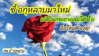 ซื้อกุหลาบมาใหม่ | เปลี่ยนกระถางได้เลยหรือเปล่า | EP.320 | คนบ้ากุหลาบ