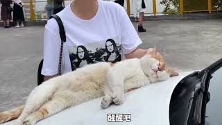 宠物解说：猫咪睡觉，都是这些奇葩的姿势？